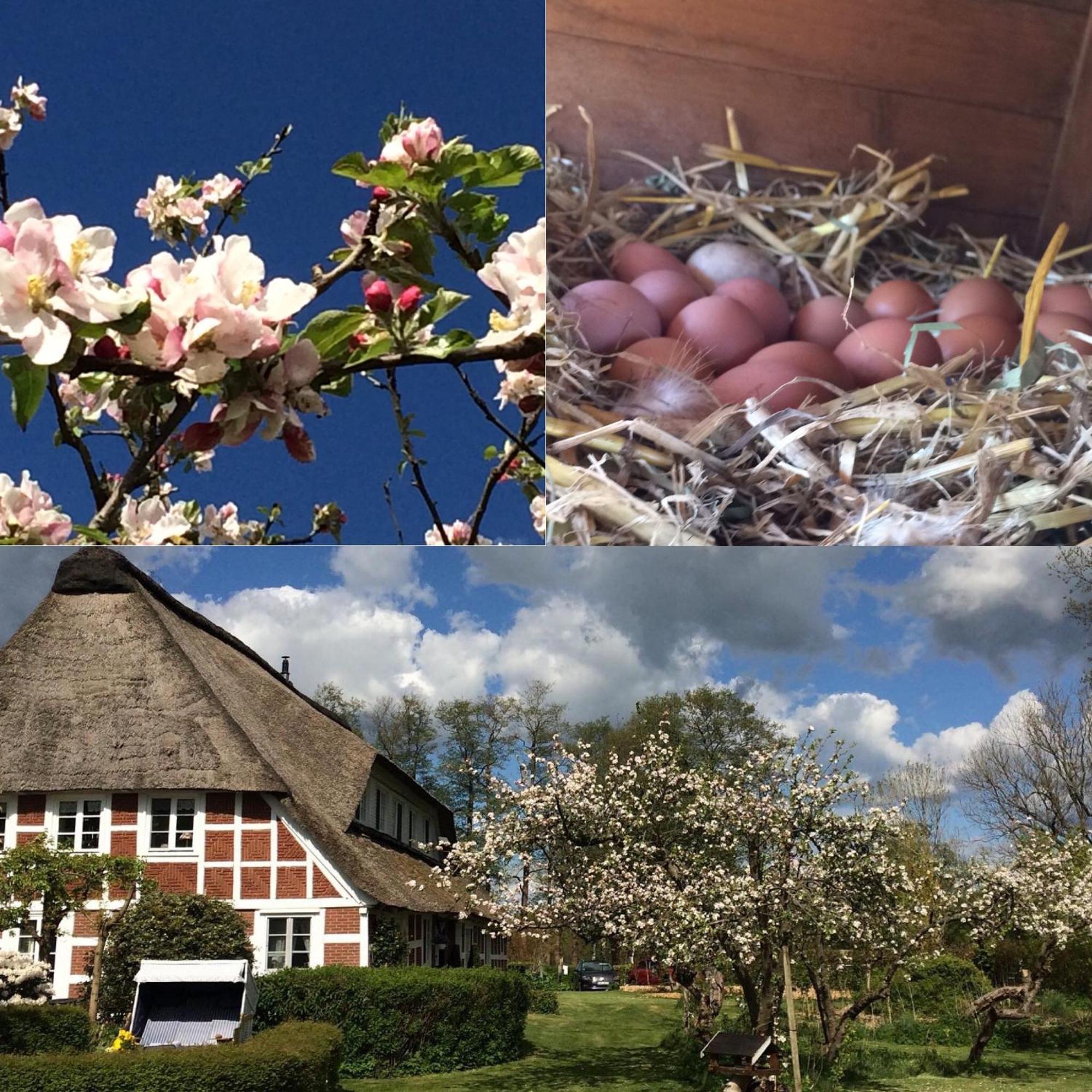 Altes Landhaus Oste, Klavier Appartement, 2 Zimmer Mit Kamin Hemmoor 외부 사진